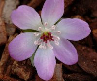 Pale pink single flower with white in the centre.